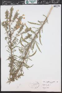 Salvia azurea image