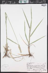 Alopecurus arundinaceus image