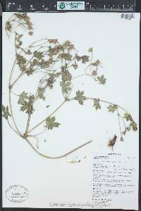 Geranium caespitosum image