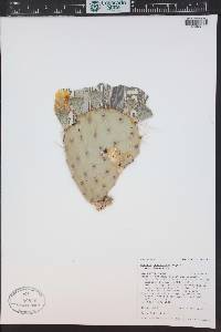Opuntia phaeacantha image