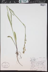 Silene drummondii image