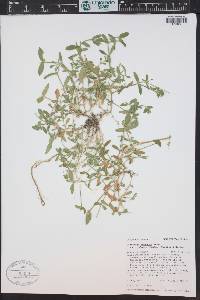 Cerastium fontanum subsp. vulgare image