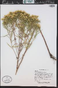 Euthamia gymnospermoides image