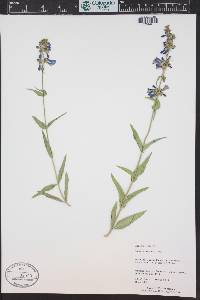 Penstemon watsonii image