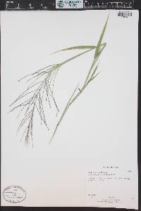 Leptochloa panicea subsp. brachiata image