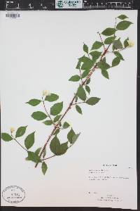 Philadelphus inodorus image