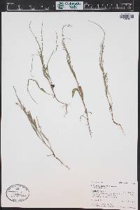 Polygonum douglasii image
