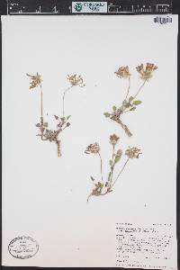 Abronia elliptica image