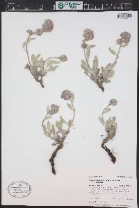 Phacelia hastata image