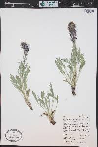 Phacelia sericea subsp. ciliosa image