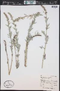 Artemisia ludoviciana subsp. candicans image