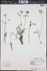 Lomatium orientale image