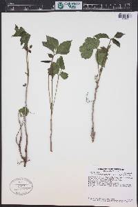 Toxicodendron rydbergii image