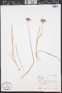 Allium geyeri image