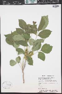 Toxicodendron radicans subsp. negundo image