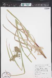 Scirpus microcarpus image