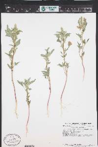 Amaranthus retroflexus image