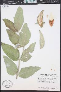 Asclepias speciosa image