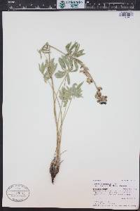 Lupinus wyethii subsp. wyethii image