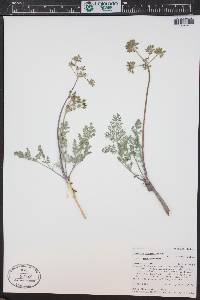 Lomatium foeniculaceum image