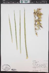 Yucca glauca image