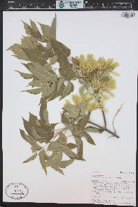 Acer negundo var. interius image