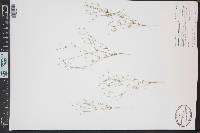 Leptosiphon septentrionalis image