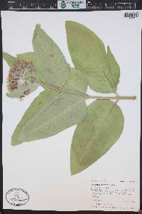 Asclepias speciosa image