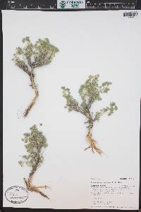 Picrothamnus desertorum image
