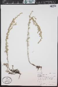 Artemisia frigida image