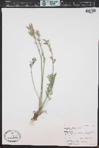Oxytropis lambertii image
