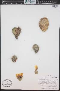 Opuntia polyacantha image