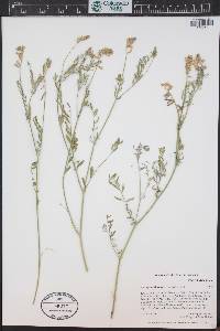 Astragalus flexuosus image