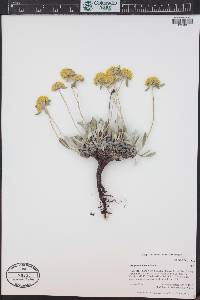 Eriogonum flavum image