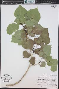 Populus deltoides subsp. monilifera image