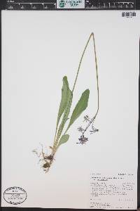 Primula pauciflora image