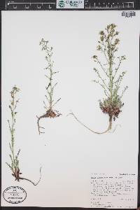 Aliciella pinnatifida image