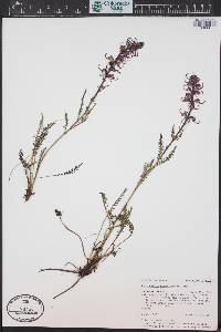 Pedicularis groenlandica image