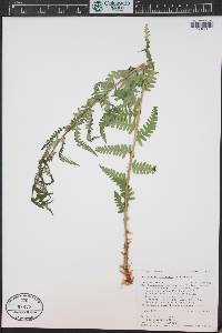 Dryopteris filix-mas image