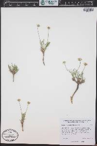 Erigeron nematophyllus image