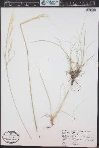 Hesperostipa comata image