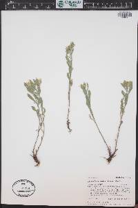 Heterotheca pumila image