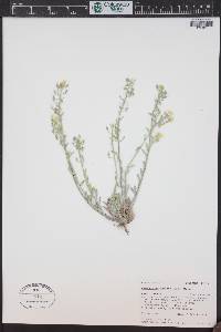 Physaria montana image