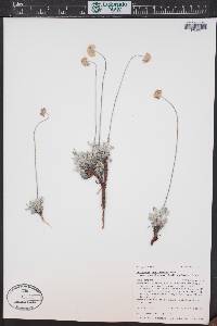 Eriogonum ovalifolium var. ochroleucum image