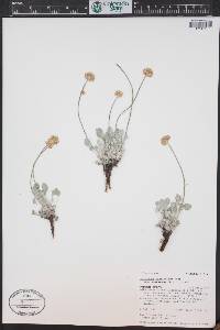 Eriogonum ovalifolium image