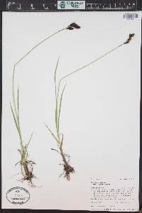 Carex epapillosa image