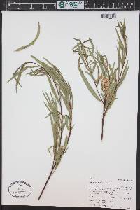 Salix melanopsis image