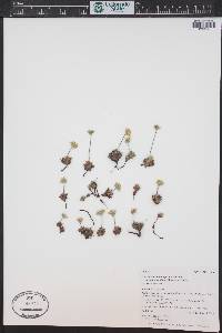 Androsace chamaejasme image