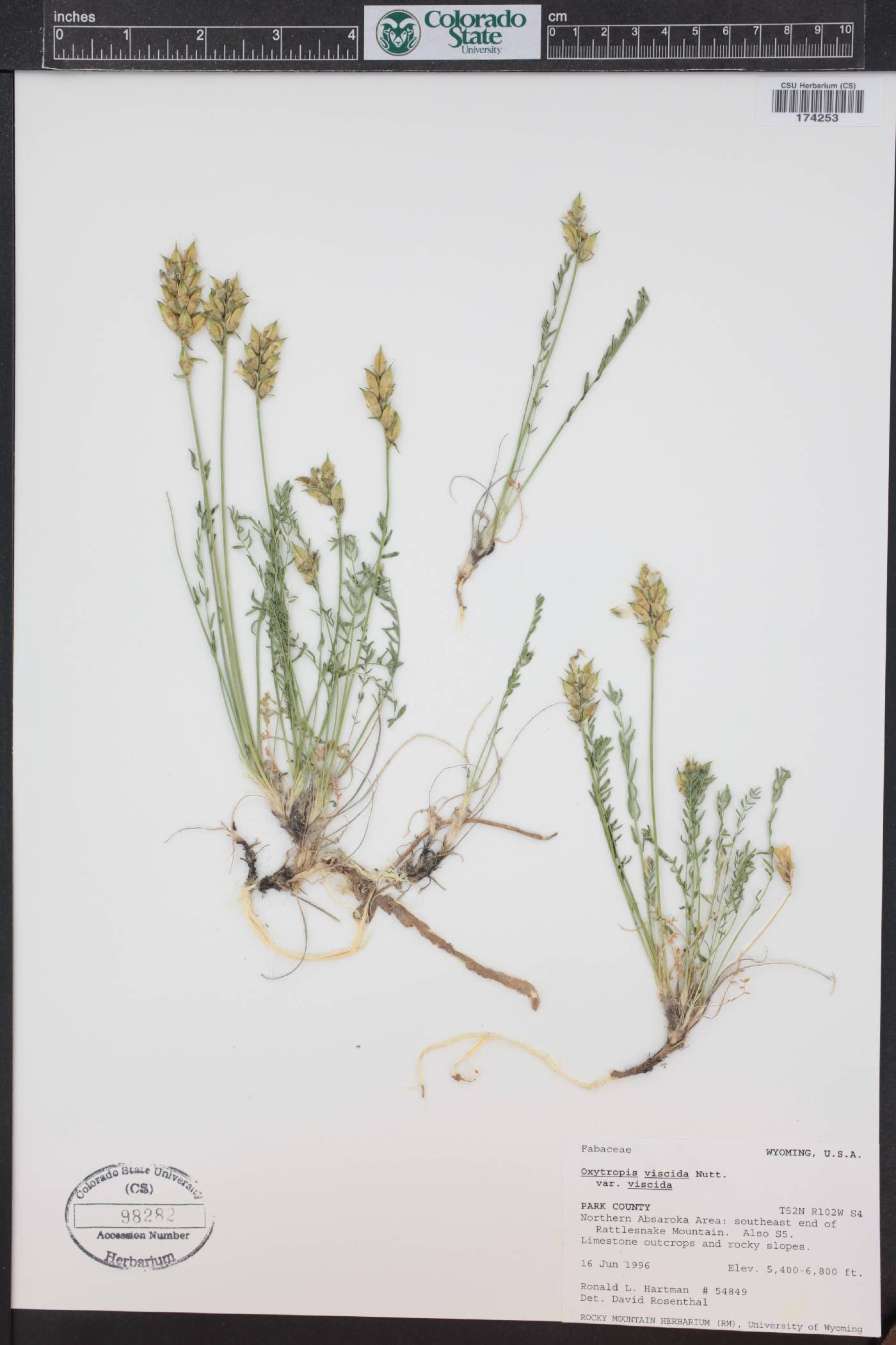 Oxytropis borealis var. viscida image