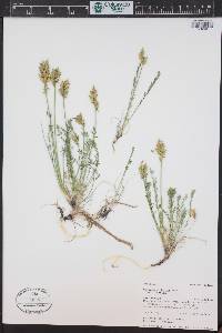 Oxytropis borealis image